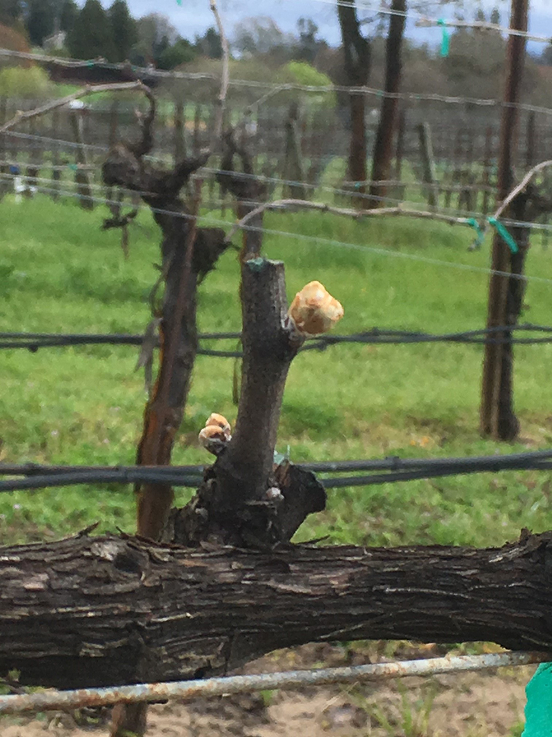 Late March 2018 Bud Break