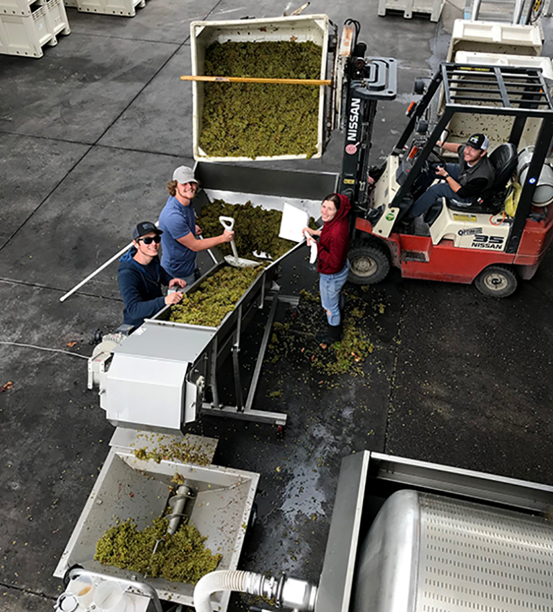 Chardonnay in a crusher and destemmer machine.