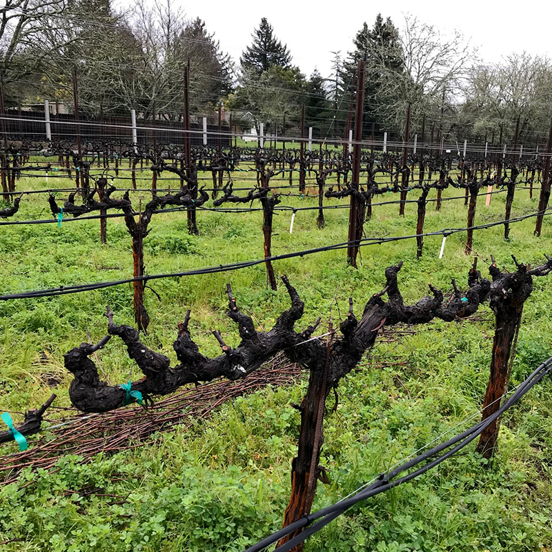 VSP Cordon-Trained Pinot Noir