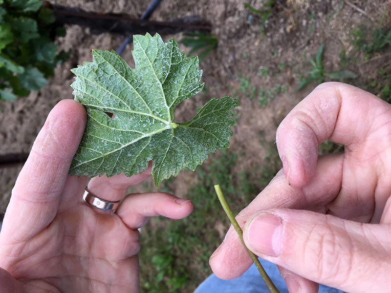 Separating Leaf Blade From Petiole