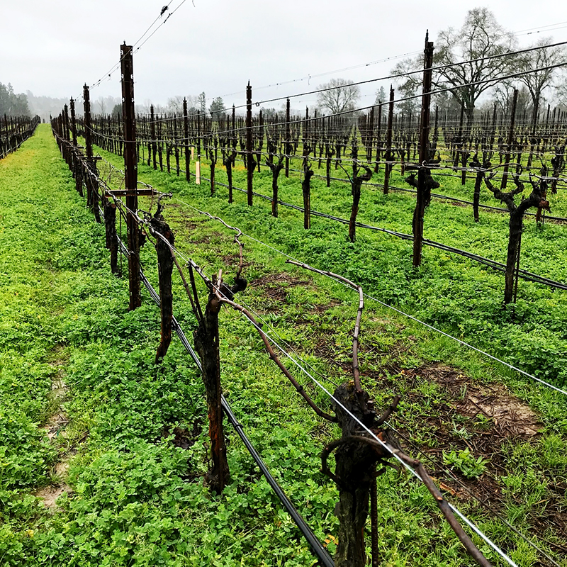 "Experimental" Cane Pruned Chardonnay