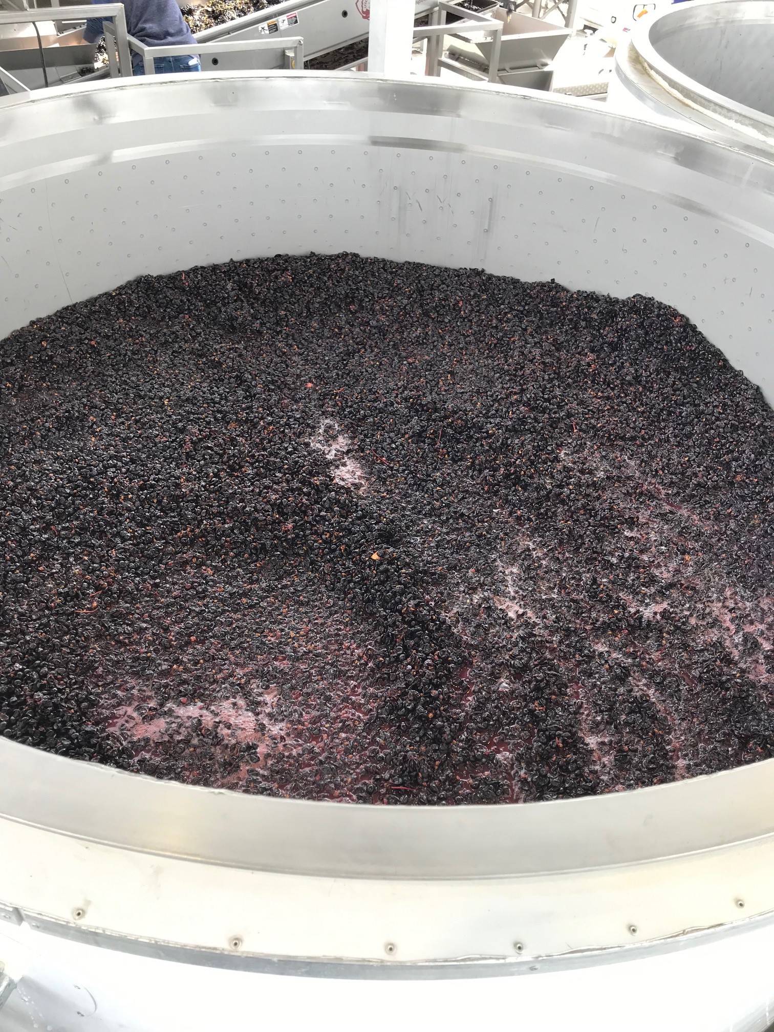 Fermenter Full of “Must” – Unfermented Grapes