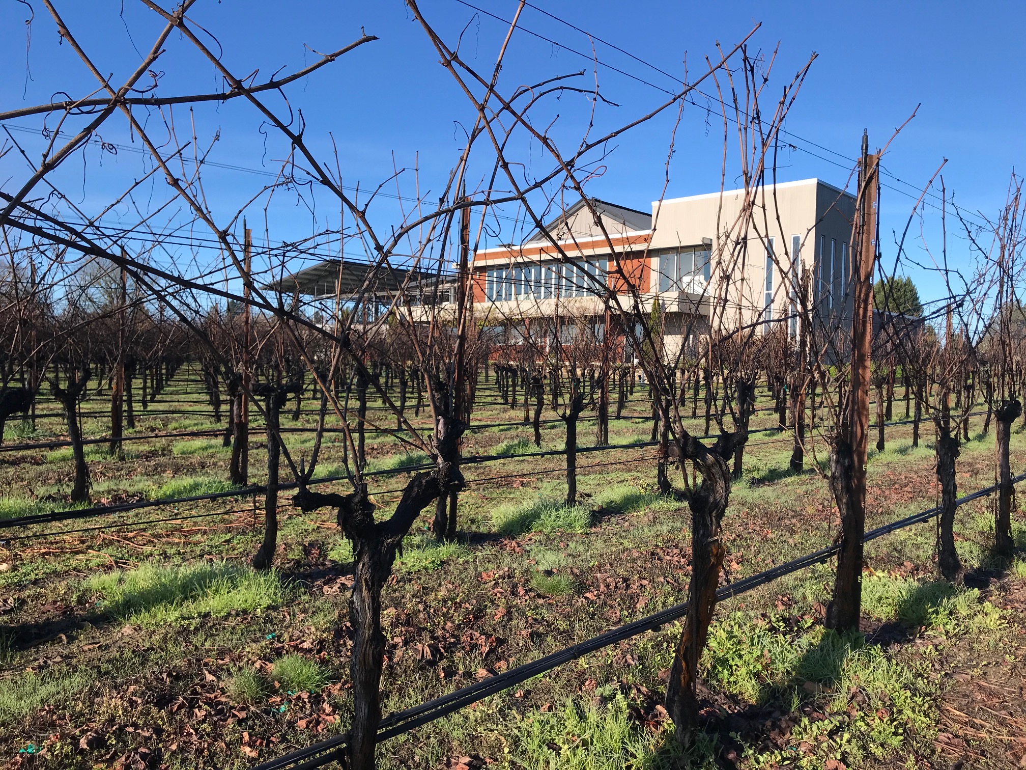 Clone 667 Pinot Noir Block