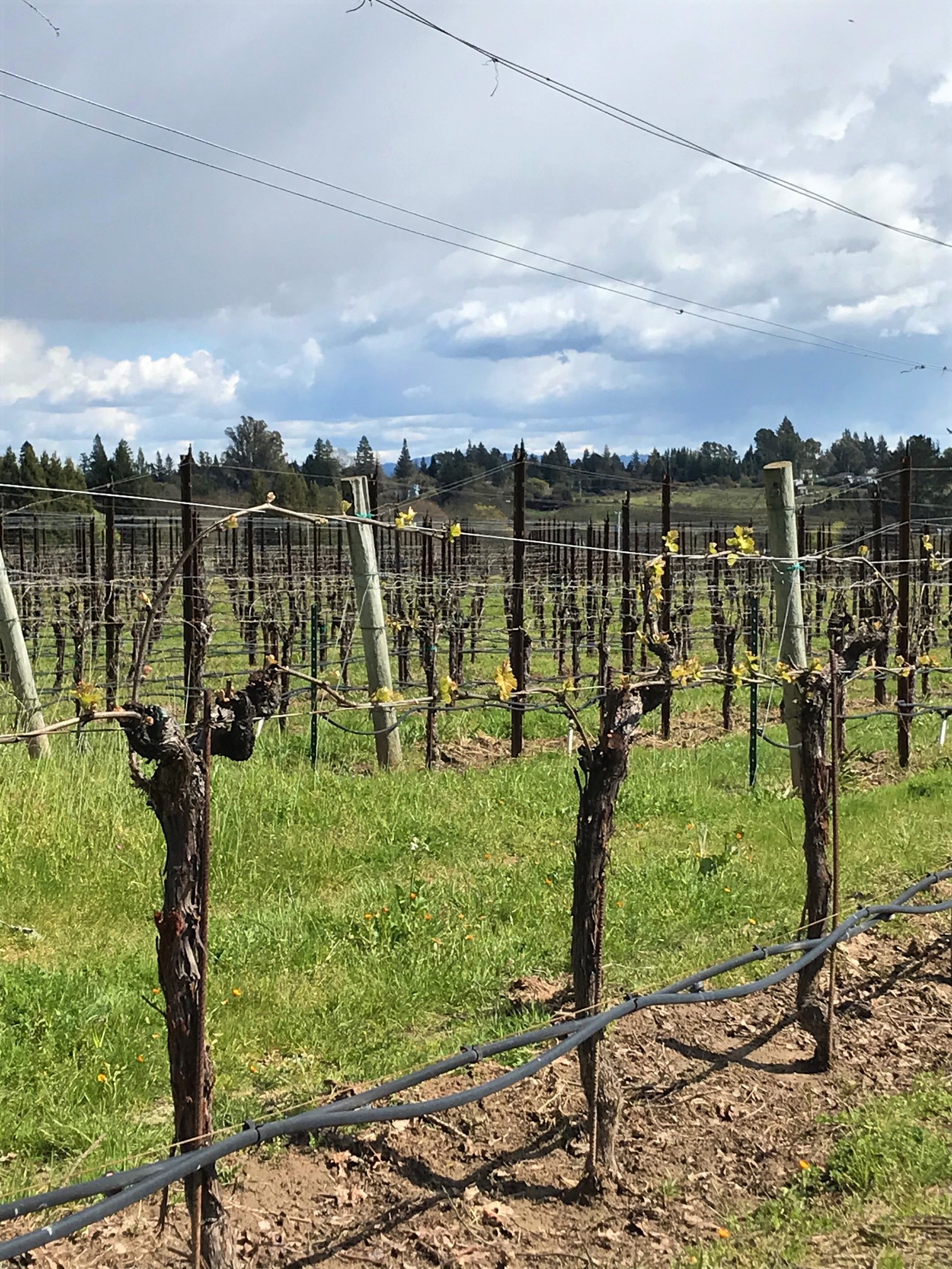 Precocious Vines