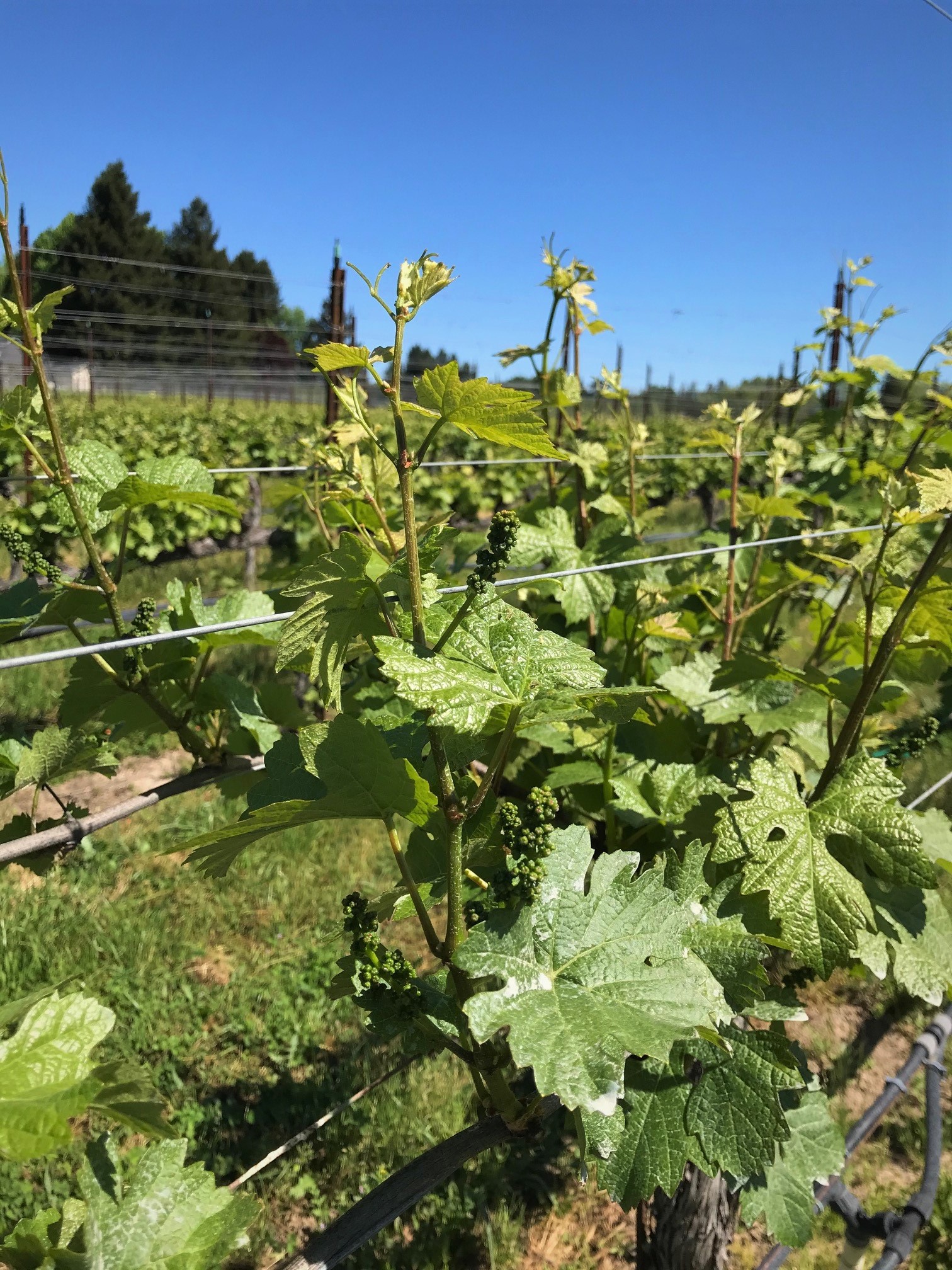 Fruitful Pinot Noir Vines
