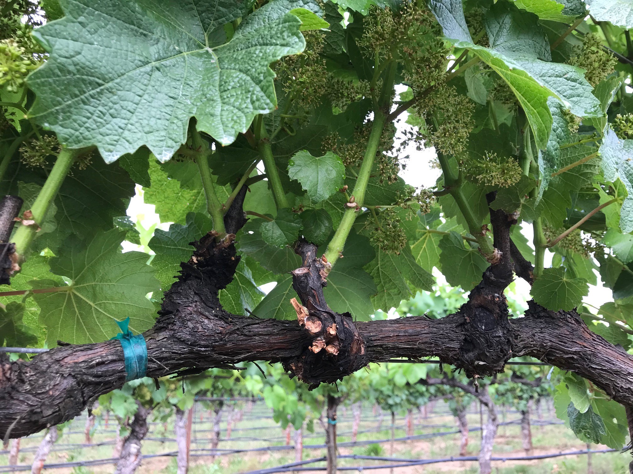 Shoot Thinned Chardonnay Vine