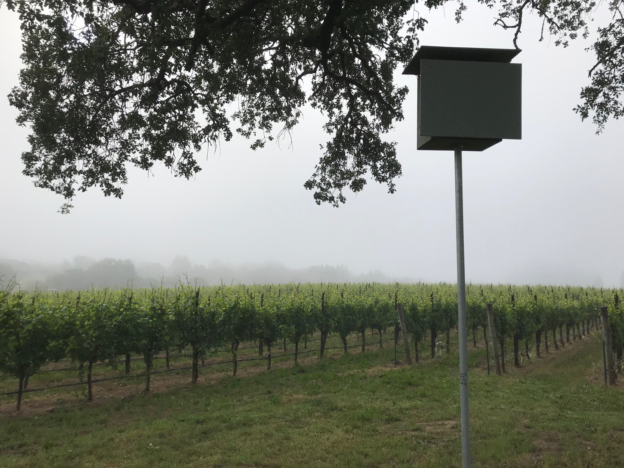 Vineyard Snapshot
