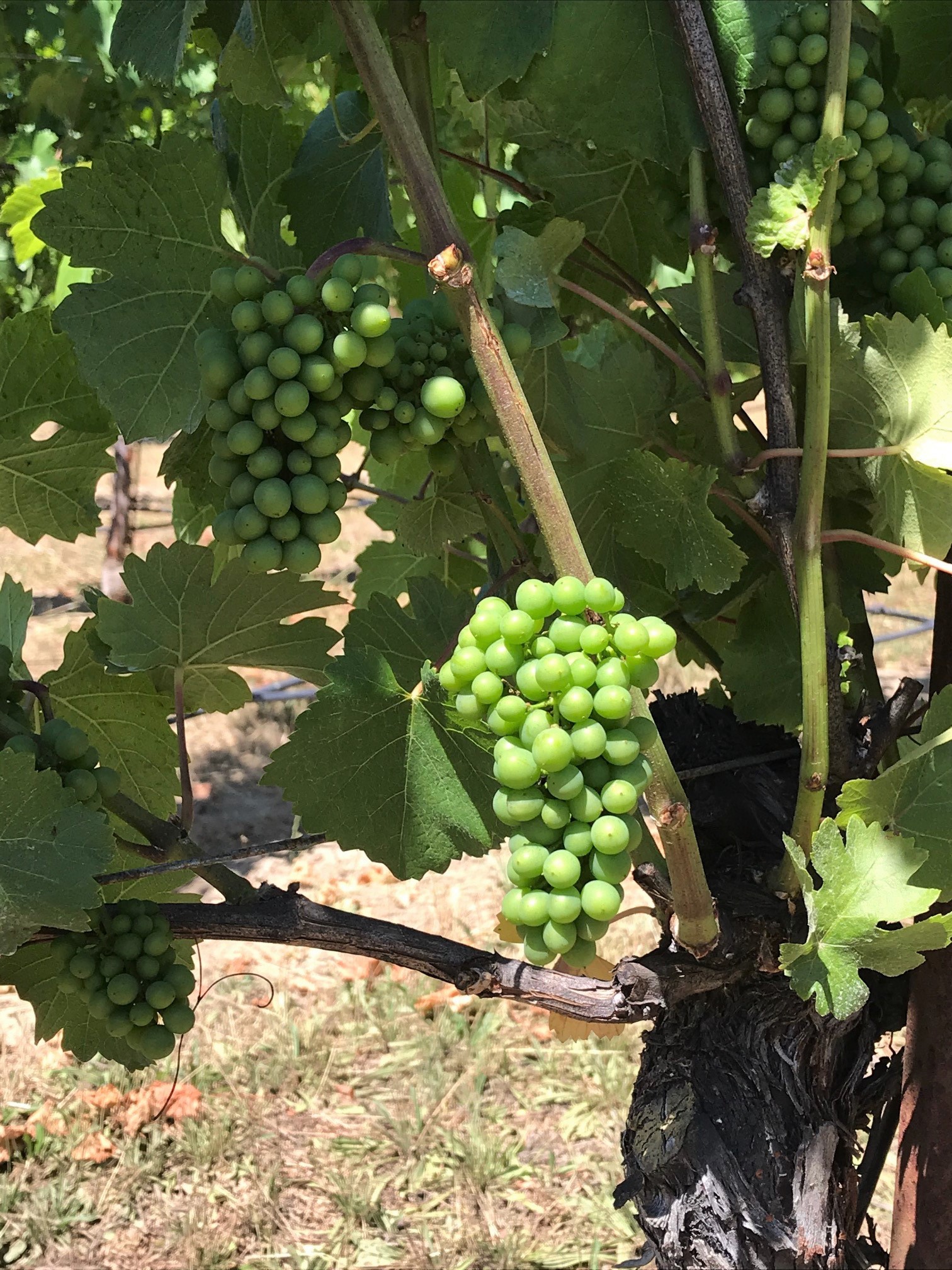 Fertile Pinot Noir Cluster