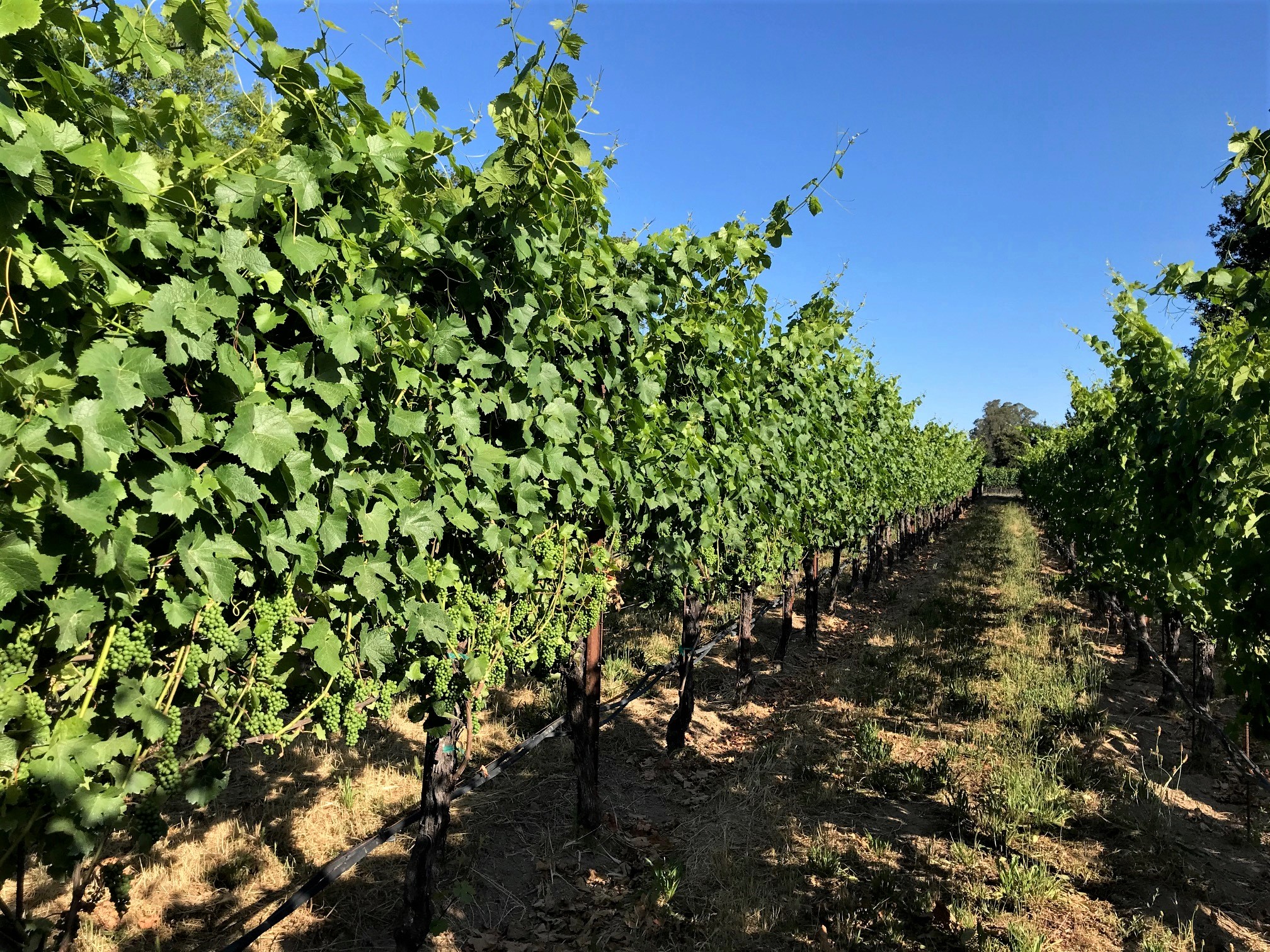 Vineyard Snapshot