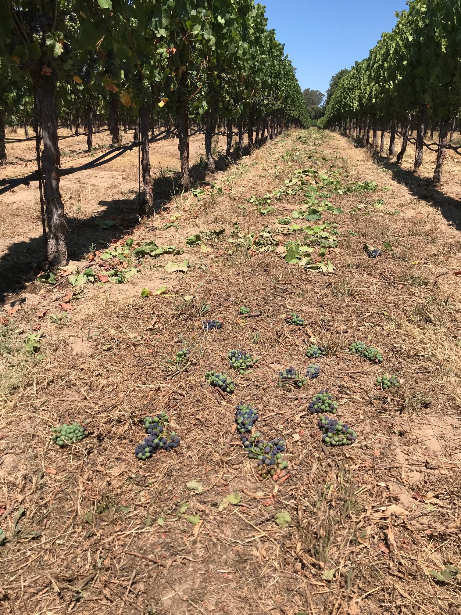 Dropped Pinot Noir Clusters
