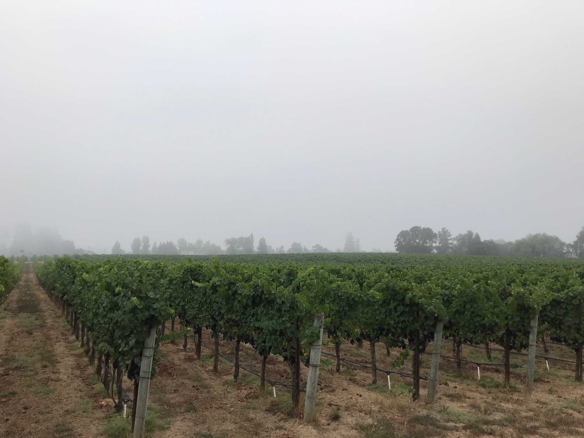 Hazy Skies over Ron Rubin Estate Vineyard